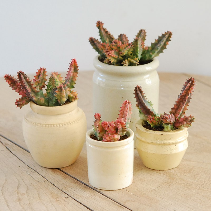 16-19:Huernia ゼブリナ錦 x antique pot | 多肉植物の専門店