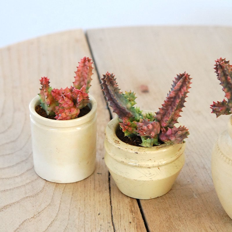 16-19:Huernia ゼブリナ錦 x antique pot | 多肉植物の専門店