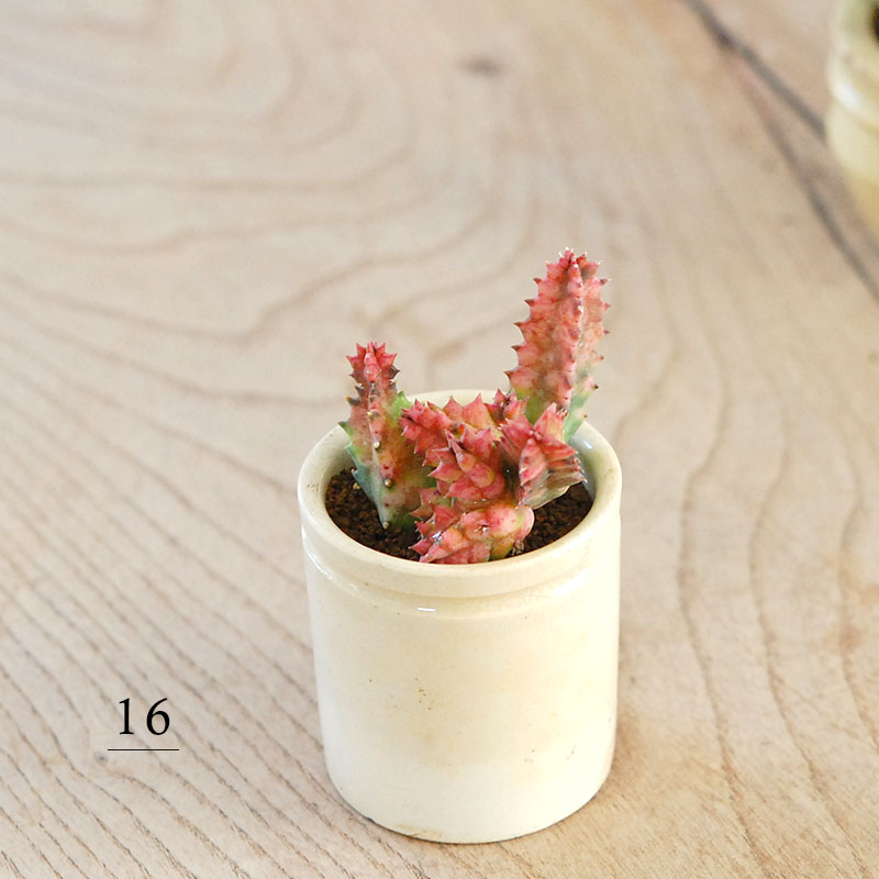 16-19:Huernia ゼブリナ錦 x antique pot | 多肉植物の専門店