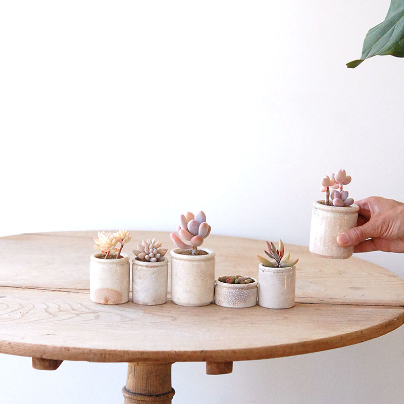 succulent x ageing pot