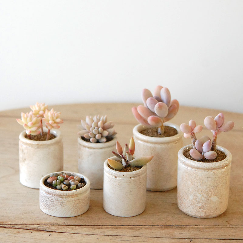 succulent x ageing pot