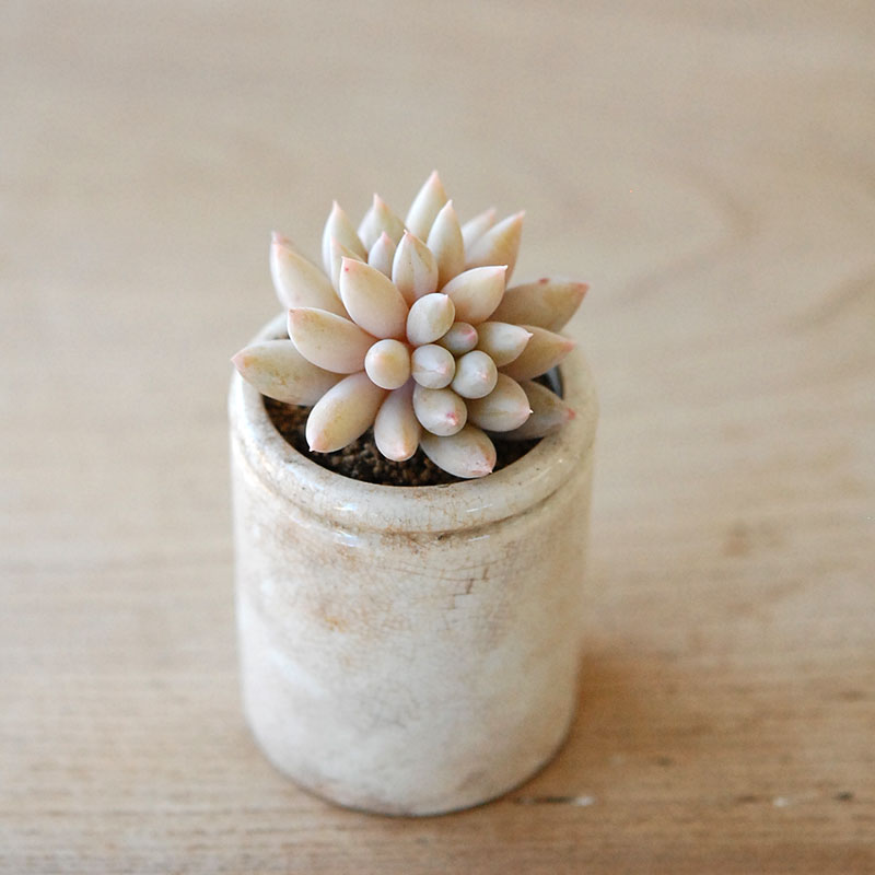 succulent x ageing pot