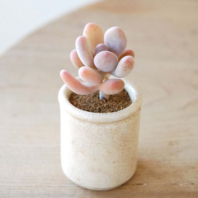 succulent x ageing pot