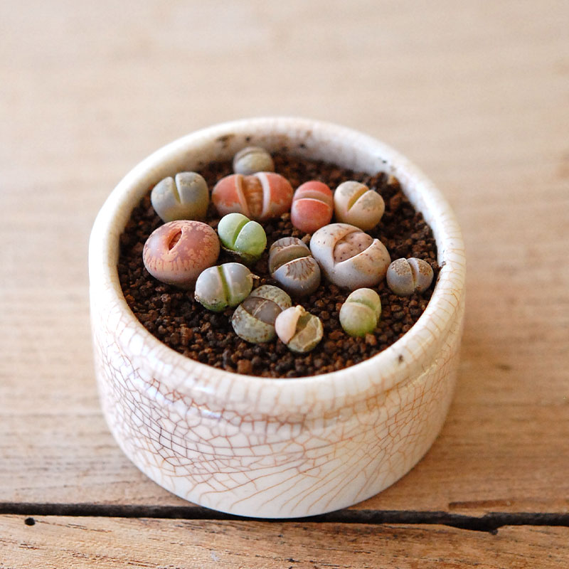 succulent x ageing pot