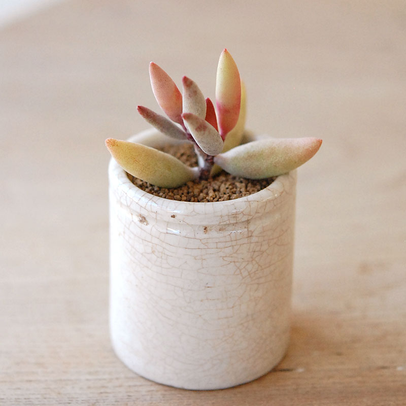 succulent x ageing pot