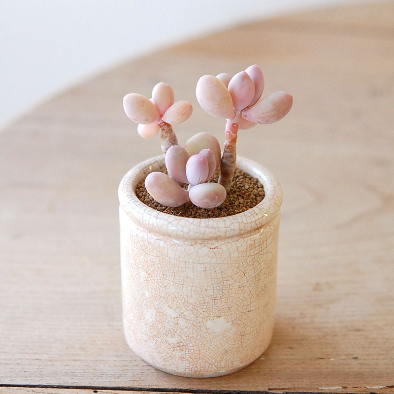 succulent x ageing pot