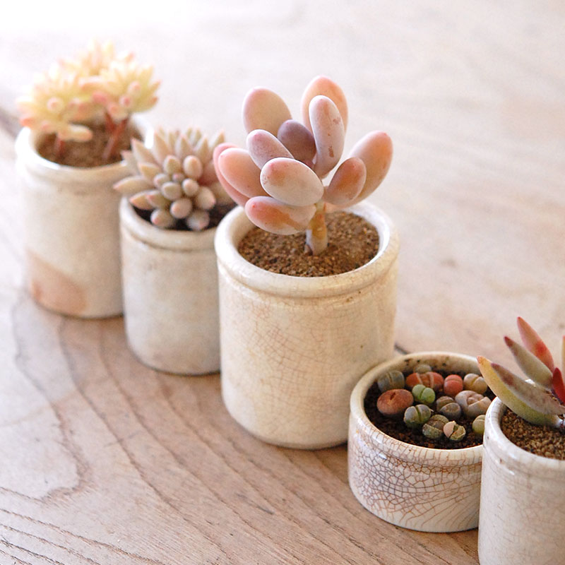 succulent x ageing pot