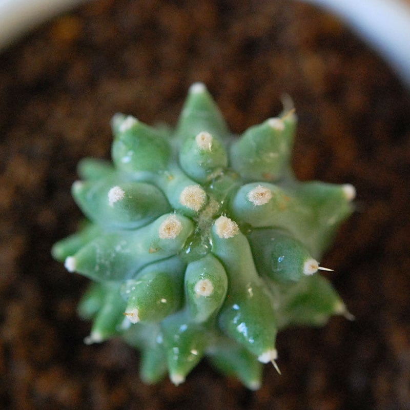 棘無王冠竜 / Ferocactus | 多肉植物の専門店 solxsol