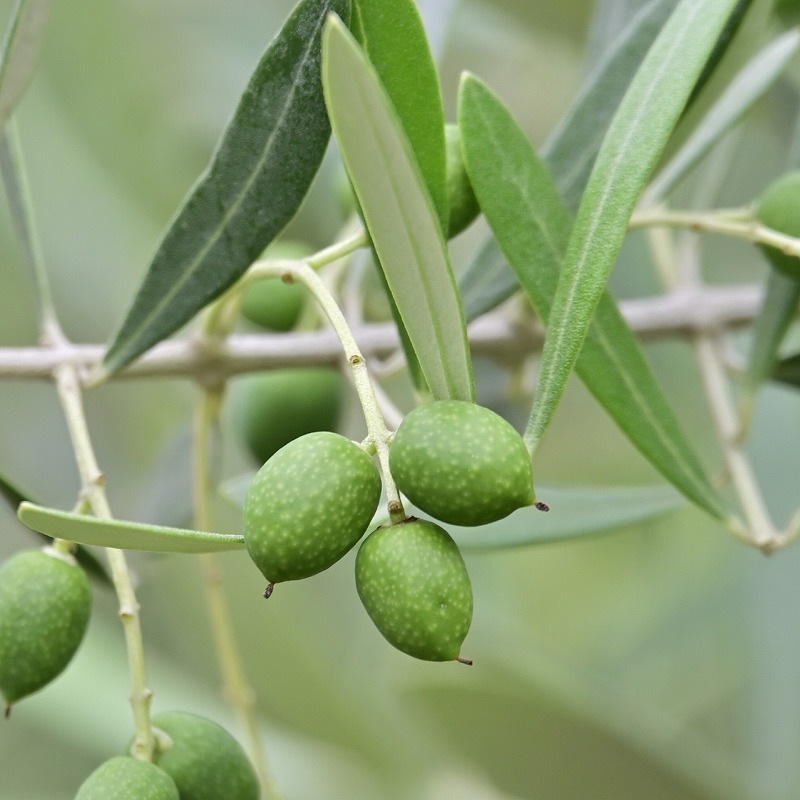 �ڥ᡼���ء���θ� ���٤������ ���ӡ�2�ޡ����꡼�֡�1�ޥ��å�