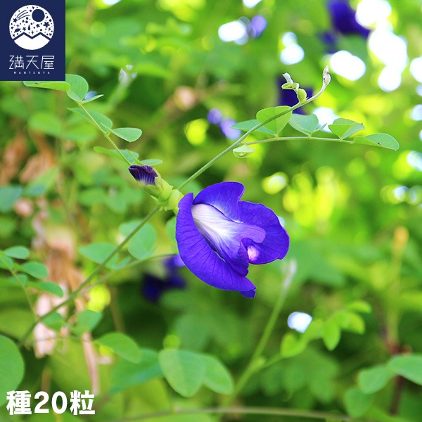 花の種　ハーブ　種　バタフライピー  クリトリア 種 バタフライピーの種 20粒 | すべての商品 | 満天屋-MANTENYA 公式
