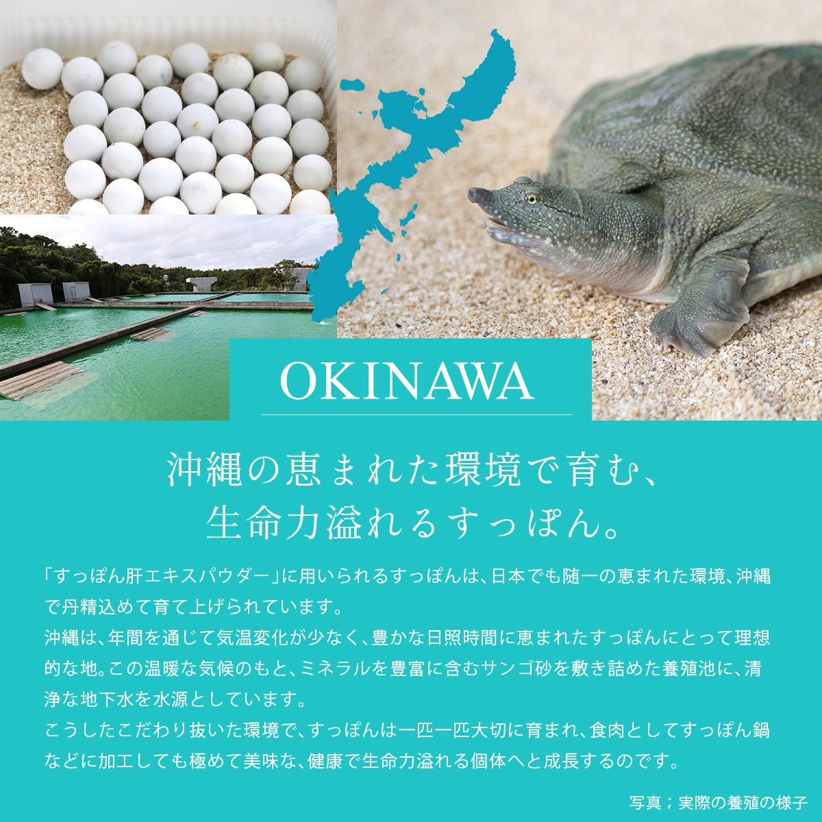 ������ʴ���۹� ���äݤ�Υ������ѥ����� 30g