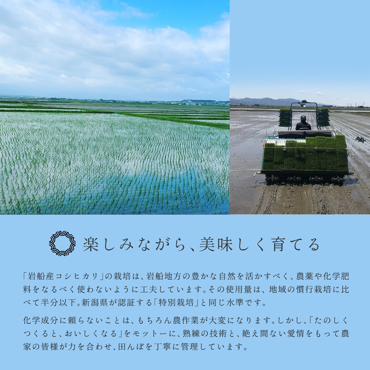 ���㸩 �����������ҥ��� 5kg ����7ǯ�� �Τ��б� ����ŷ��-MANTENYA ����ľ������᥻�쥯������