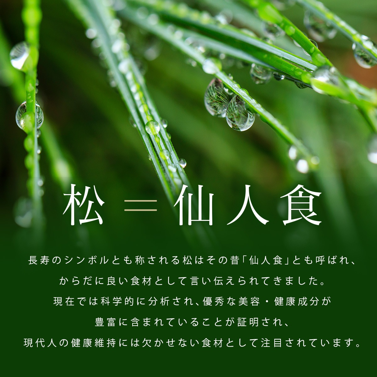 �� ������ ���եѥ����� 50g �� ����äȤޤ뤴�Ⱦ��� ��