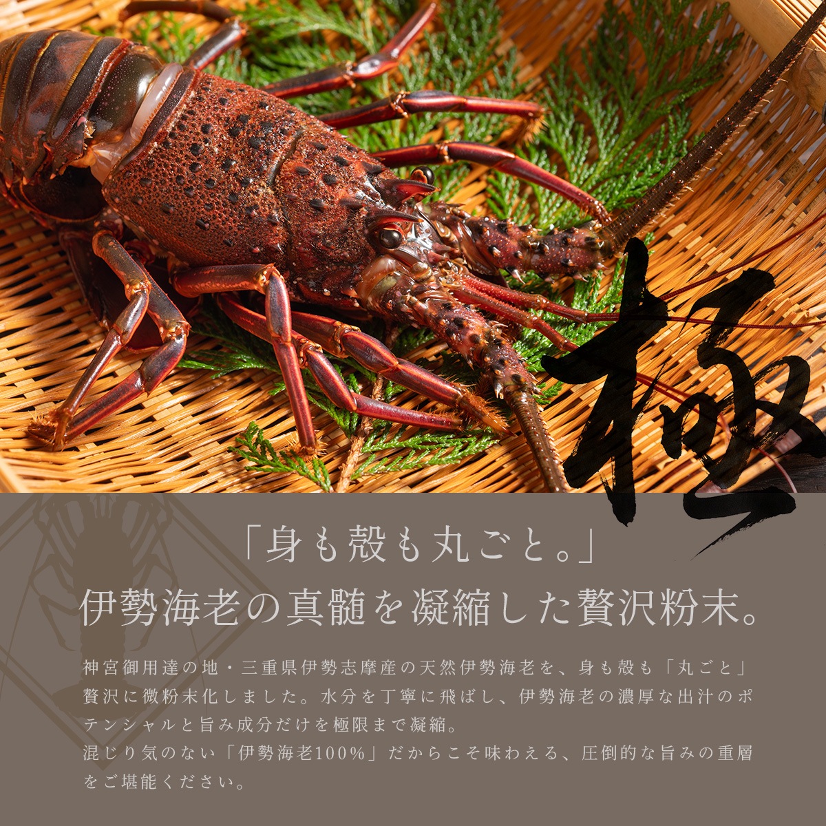 ���Ÿ��� ������Ϸ�ѥ����� 30g �ޤ뤴�������Ԥ� ( �� ������Ϸ ʴ�� ���� �н� ��� ��ǽĴ̣�� �����̣ �������� �������� �դ꤫�� ����̣ ����̵�� )