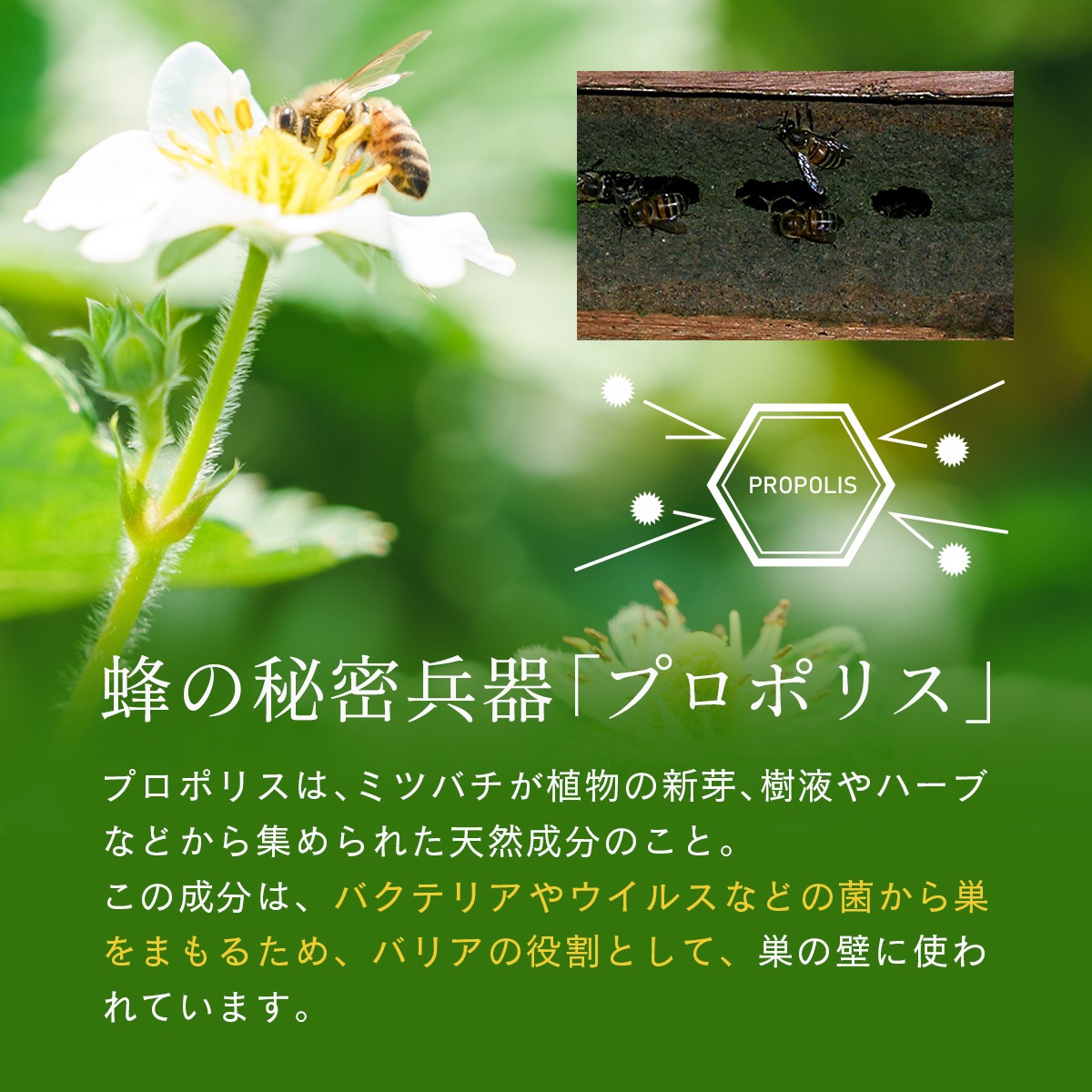 ������ʴ���ۥץ��ݥꥹ�ѥ����� 30g ���֥饸�뻺 ���꡼��ץ��ݥꥹ ���ѡ�