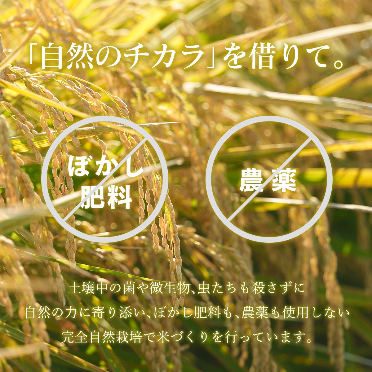 ­ۤΤ  (ˤΤ᤭) 1kg 6ǯ ݴ Իѡ