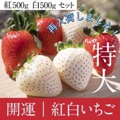 【5セット限定】開運 プレミアム 紅白 いちご セット / 農家直送 長崎・東彼杵産 大粒いちご 「紅） ゆめのか 」500g・「白） 天使のいちご 」500g / クール便 / 送料無料