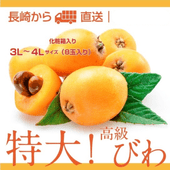 長崎 びわ 高級 希少 な超特大 東彼杵産  8玉 化粧箱入 ( 常温便 ) 