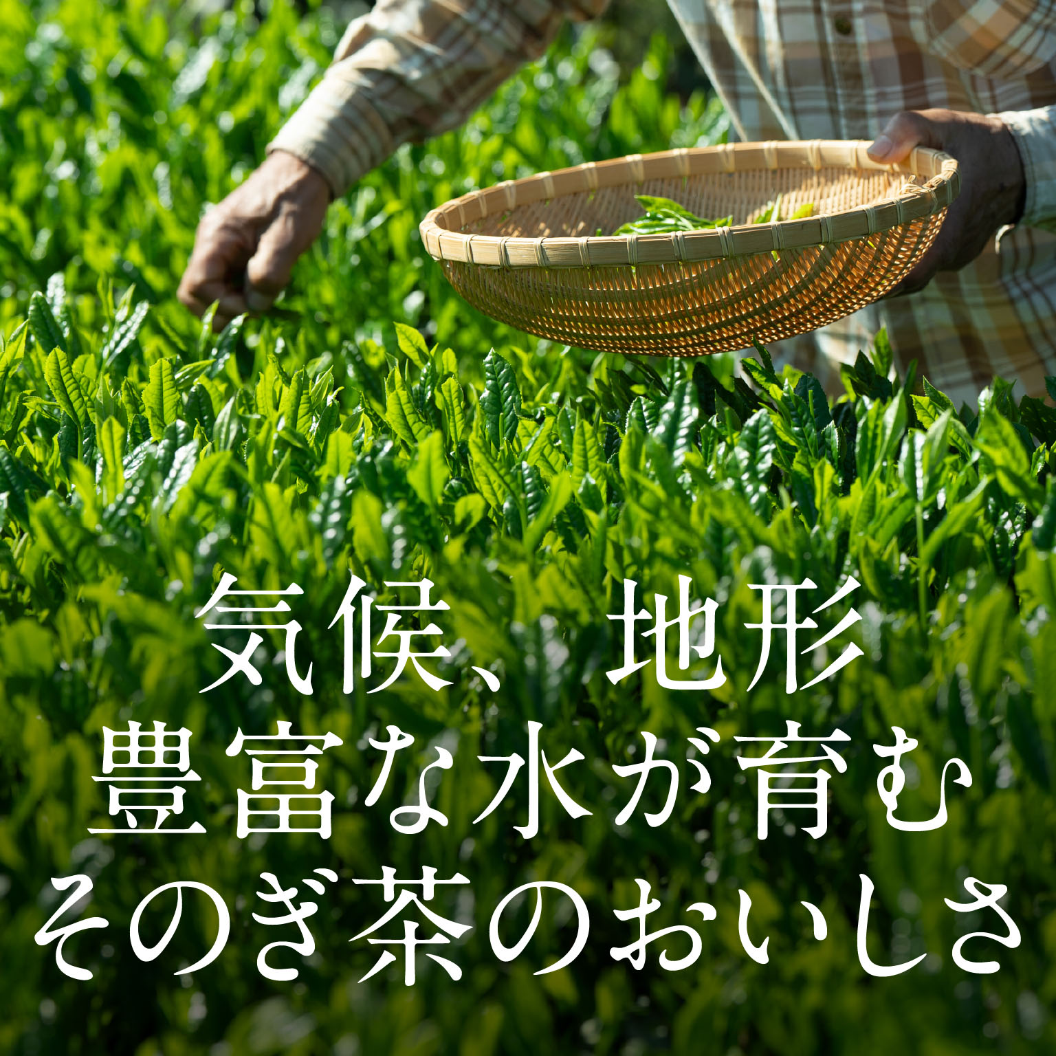 岡田暁山作　茶入★最終お値下げ★ 山田園 静岡茶詰合せ S-N302 1個（直送品） - アスクル