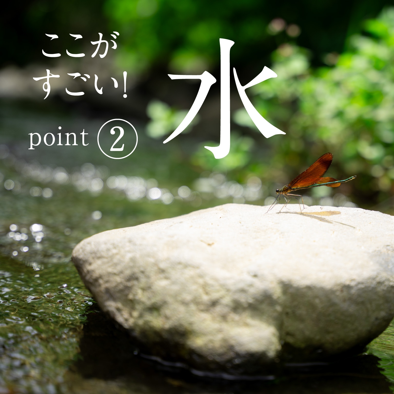 あま旨!】朝採れ 産直 夏アスパラガス 長崎・東彼杵産 2kg (L