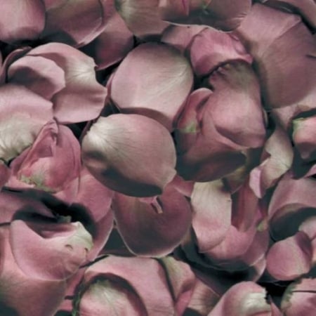 �����ӥʥ� (Jambinai) / 1����DIFFERANCE��