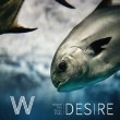 W (Where The Story Ends)  / DESIRE