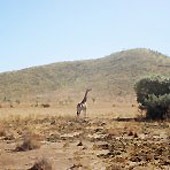 YOZOH /�ػ䤿�������Τ褦���Ť��˲��ˤʤäơ� We Are Just Lying Like a Line