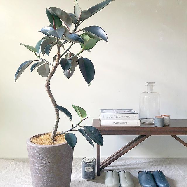 ベンチ ブラウン TOCCO/トッコ