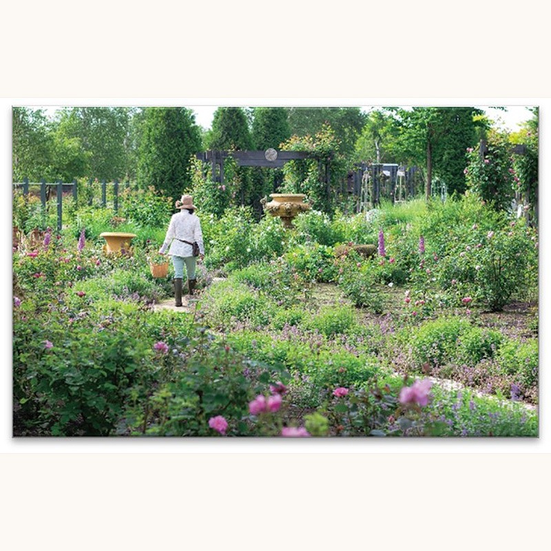 【送料込】えこりん村直送品 「Les roses mon jardin—バラと暮らす幸せ—ロズビィの庭」