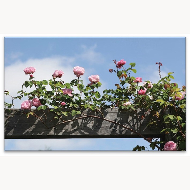 【送料込】えこりん村直送品 「Les roses mon jardin—バラと暮らす幸せ—ロズビィの庭」