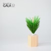 Studio-GALA (  ) HALEϻѾ޾