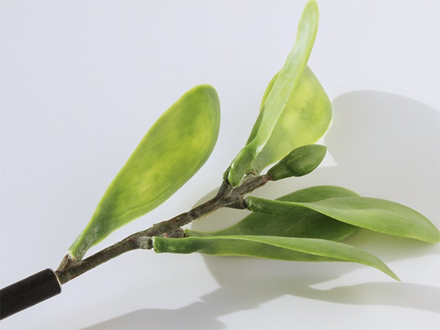 bonboog �ܥ��˥���ڥ� ���꡼�󥷥꡼�� ���������꡼��