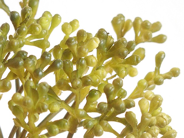 bonboog �ܥ��˥���ڥ� ���꡼�󥷥꡼�� �����