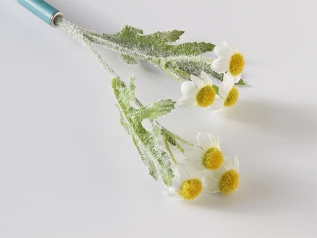 bonboog �ܥ��˥���ڥ� �ϡ��֥��꡼�� ����ߡ���