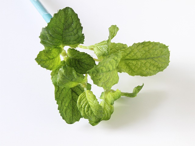 bonboog �ܥ��˥���ڥ� �ϡ��֥��꡼�� �ߥ��