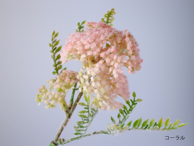bonboog �ܥ��˥���ڥ� �����쥢