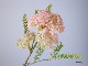 bonboog �ܥ��˥���ڥ� �����쥢
