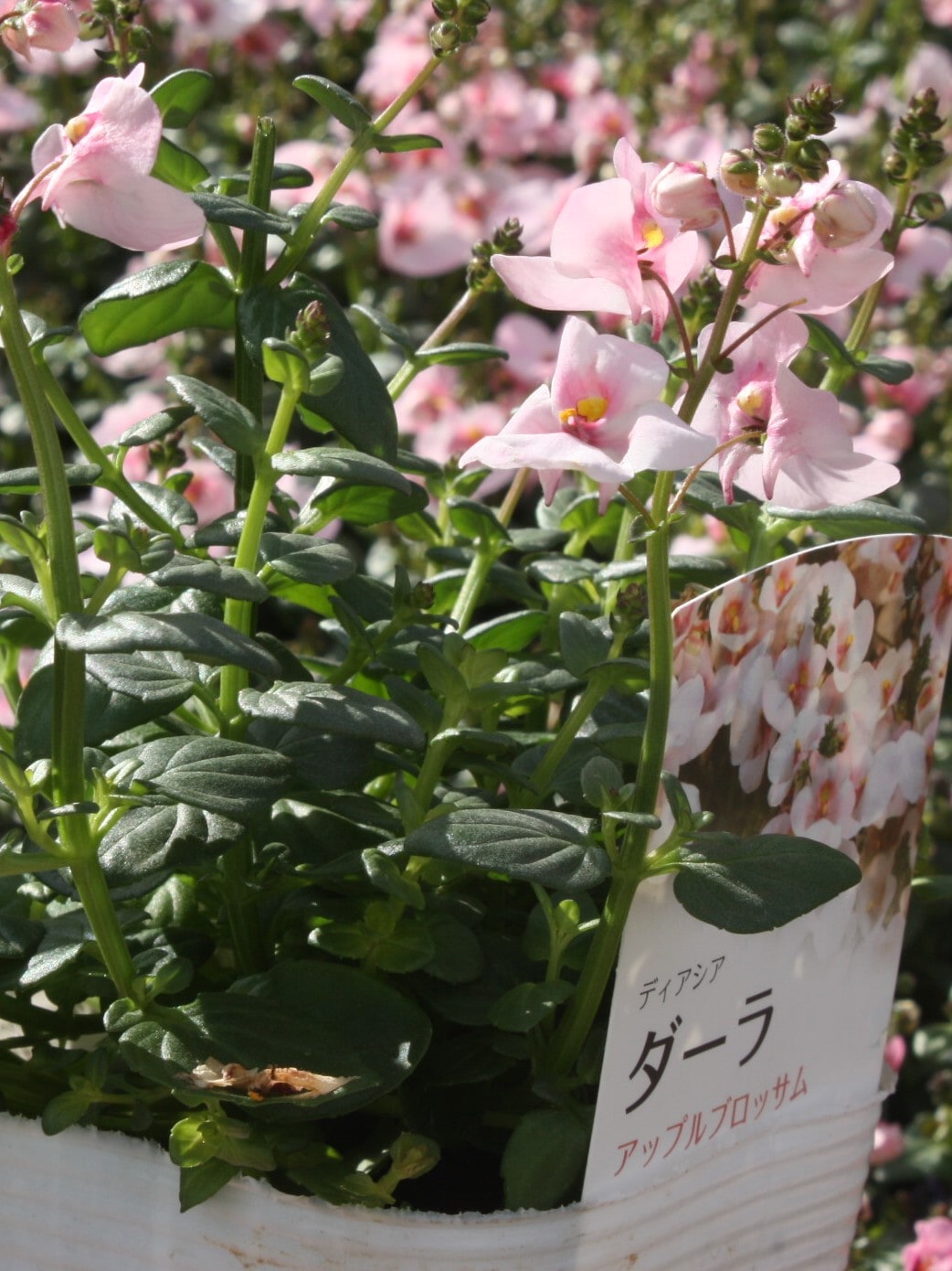 アップルブロッサム　スパイダー アップルブロッサム スパイダー 種子】Mr.Fothergill's Seeds