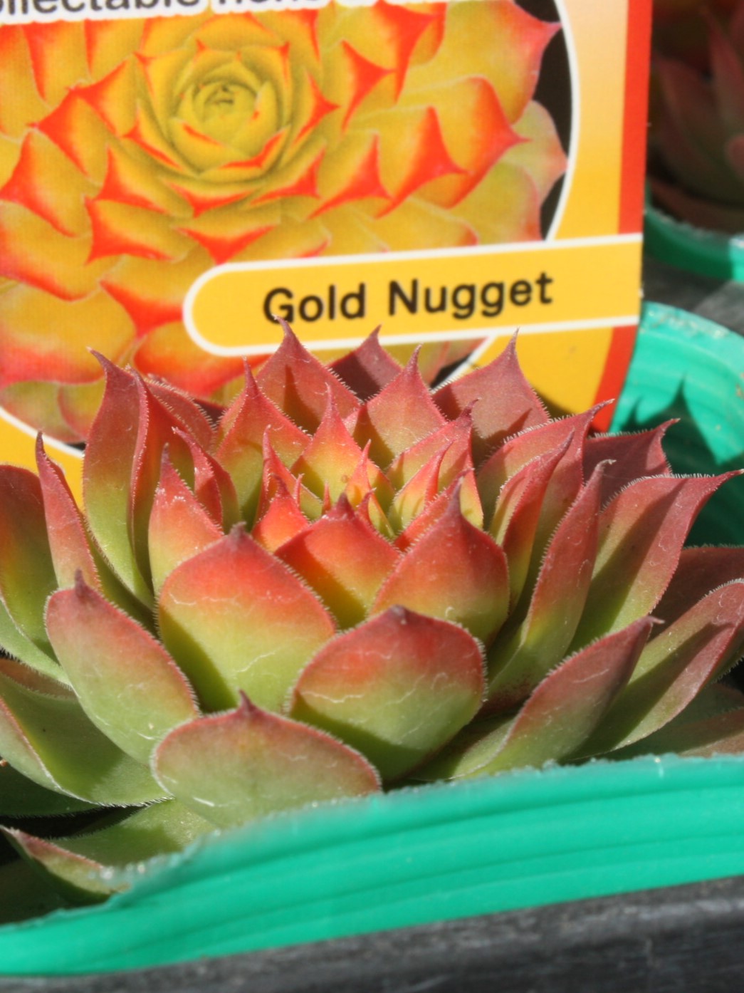 稀少センペルビバム『ゴールドナゲット』 | succulent | sprout1one