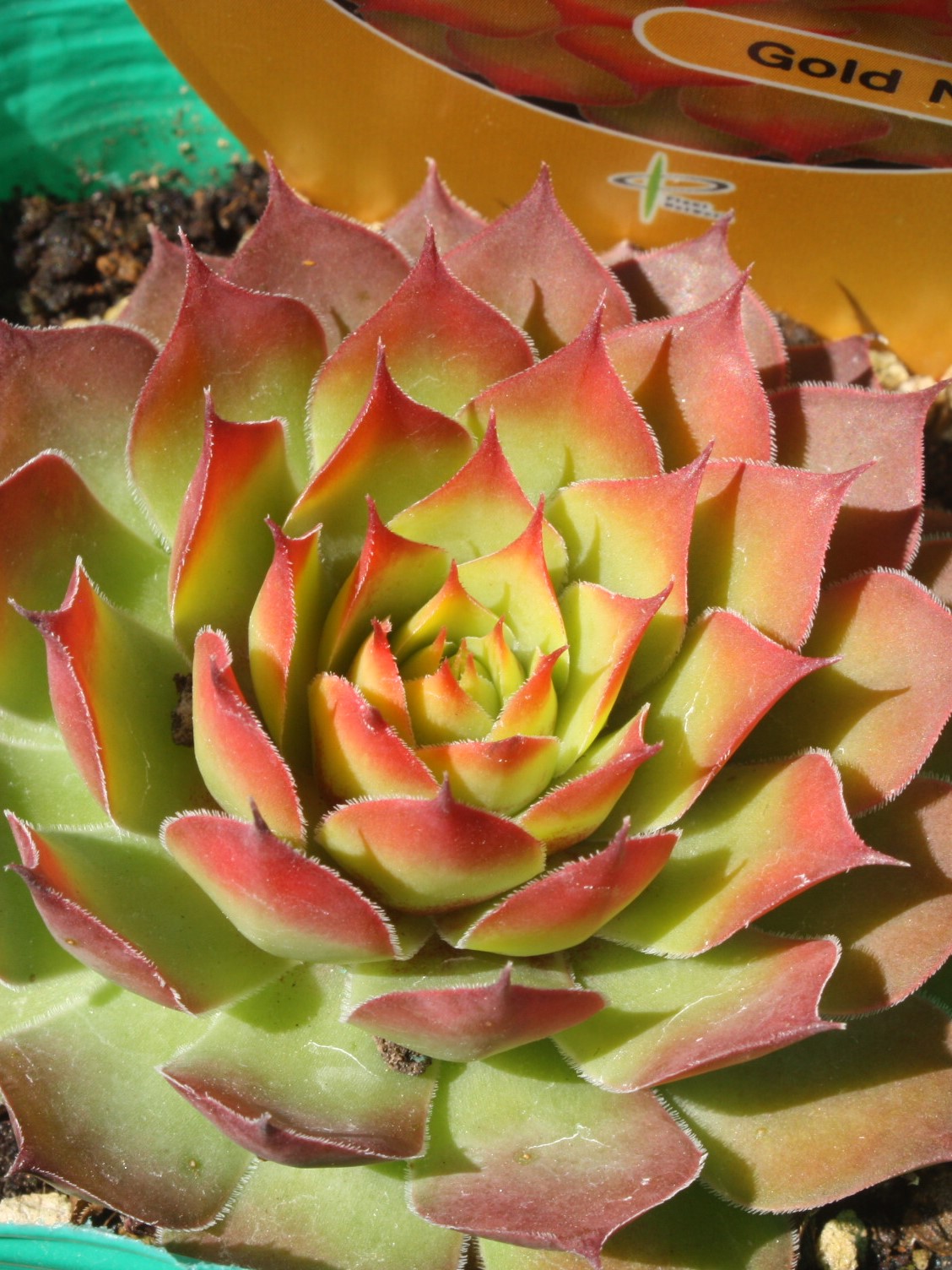 ゴールドナゲット　カット苗 楽天市場】センペルビブム 'ゴールド ナゲット'(PVP) : おぎはら