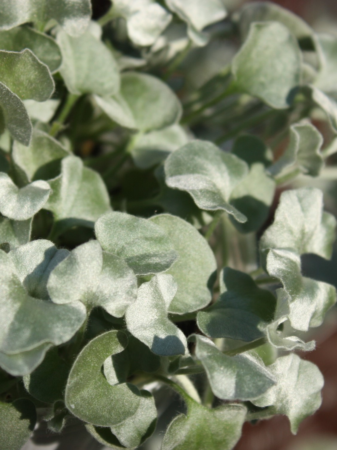 【高騰品種・レア稀少】1 サイカス シルバー 特選 蘇鉄 楽天市場】ダイカンドラ シルバーフォールズ 3号ポット苗(b20) : 千草園芸