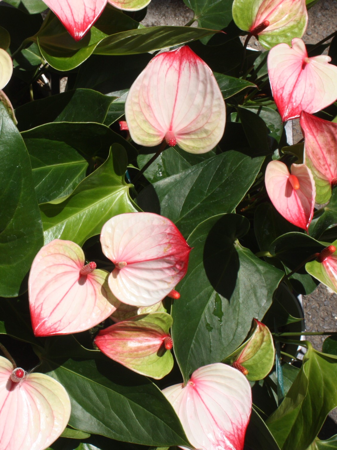 アンスリウム アンスリウム（アンスリューム）赤 8号鉢 四季咲きで花持ちが良く