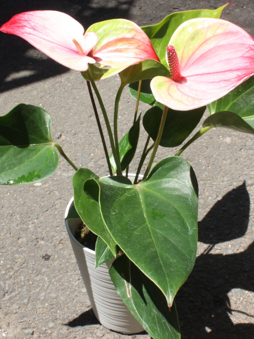 アンスリウム ミスティーク | leaf | sprout1one