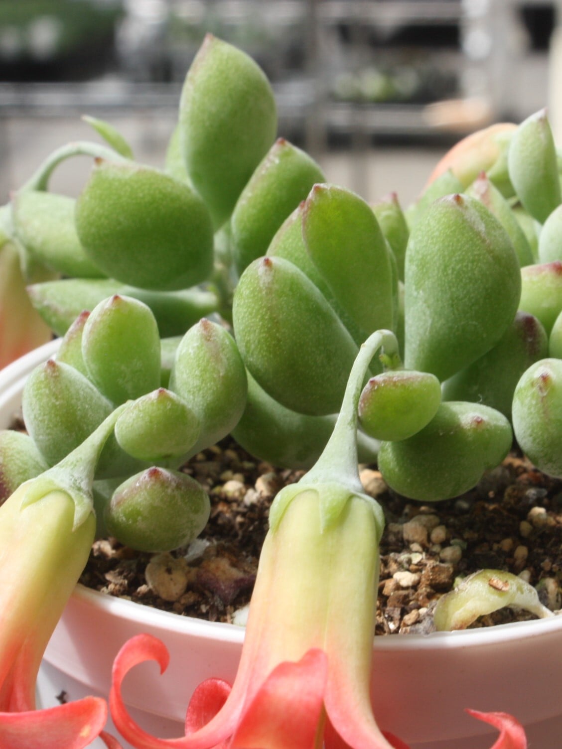 コチドレン ペンデンス』 | succulent | sprout1one