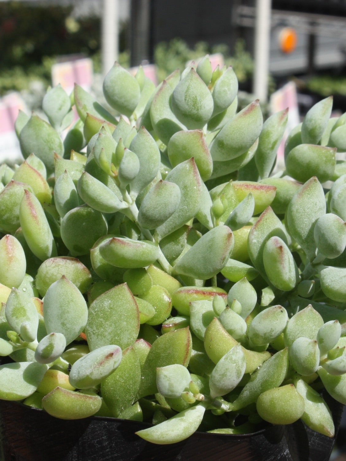 コチドレン ペンデンス』 | succulent | sprout1one