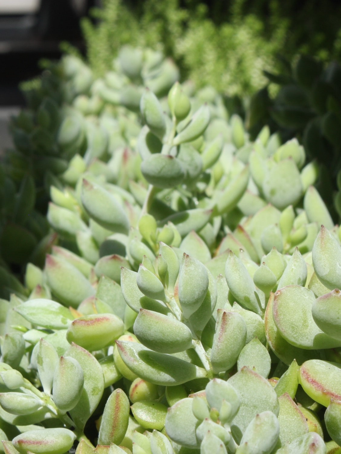 コチドレン ペンデンス』 | succulent | sprout1one