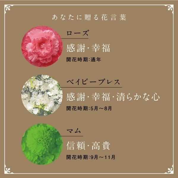 SINANO ʥ ԥ쥹 ե  ƥå  ǥ  ܾ