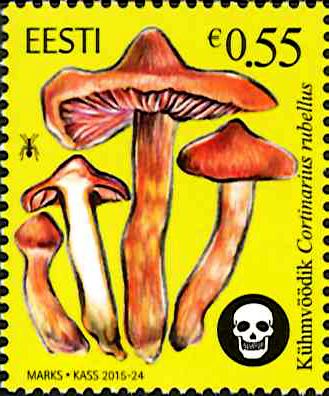 ȥ˥Υ(1)󥬥ɥե󥿥