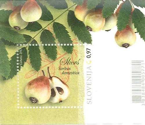 �����٥˥����̼�S/S(1) 