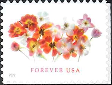 ����ꥫ�����꡼�ƥ���/���塼��å�(1)